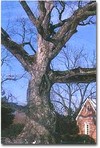 A_oak_tree