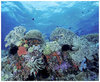 A_reef_protection_1