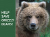 Postcard_grizzly3