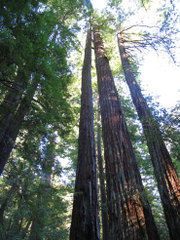Redwoodtrees2